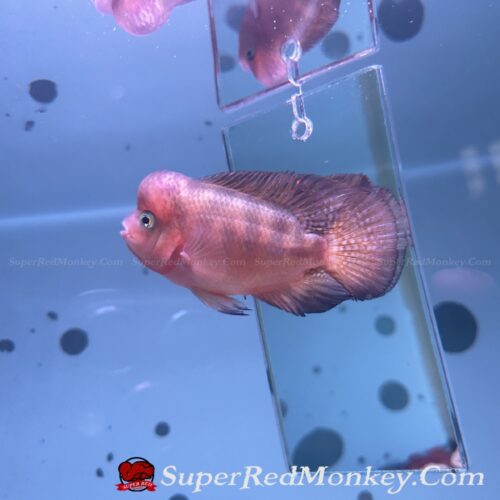 Đang Bán – Cá La Hán Khỉ Đỏ 2 Ngón tay – VNSRM004 1 Cá la hán khỉ đỏ ( Super Red Monkey ) VNSRM004-1