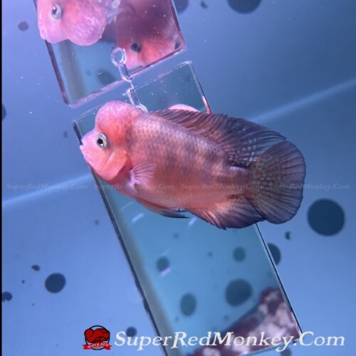 Đang Bán – Cá La Hán Khỉ Đỏ 2 Ngón tay – VNSRM004 2 Cá la hán khỉ đỏ ( Super Red Monkey ) VNSRM004-2