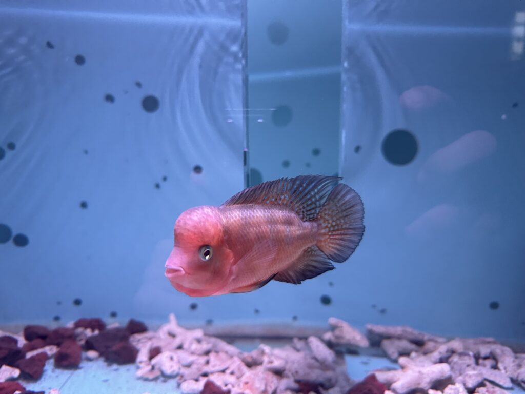 Đang Bán – Cá La Hán Khỉ Đỏ 2 Ngón tay – VNSRM004 4 Cá la hán khỉ đỏ ( Super Red Monkey ) VNSRM004-5