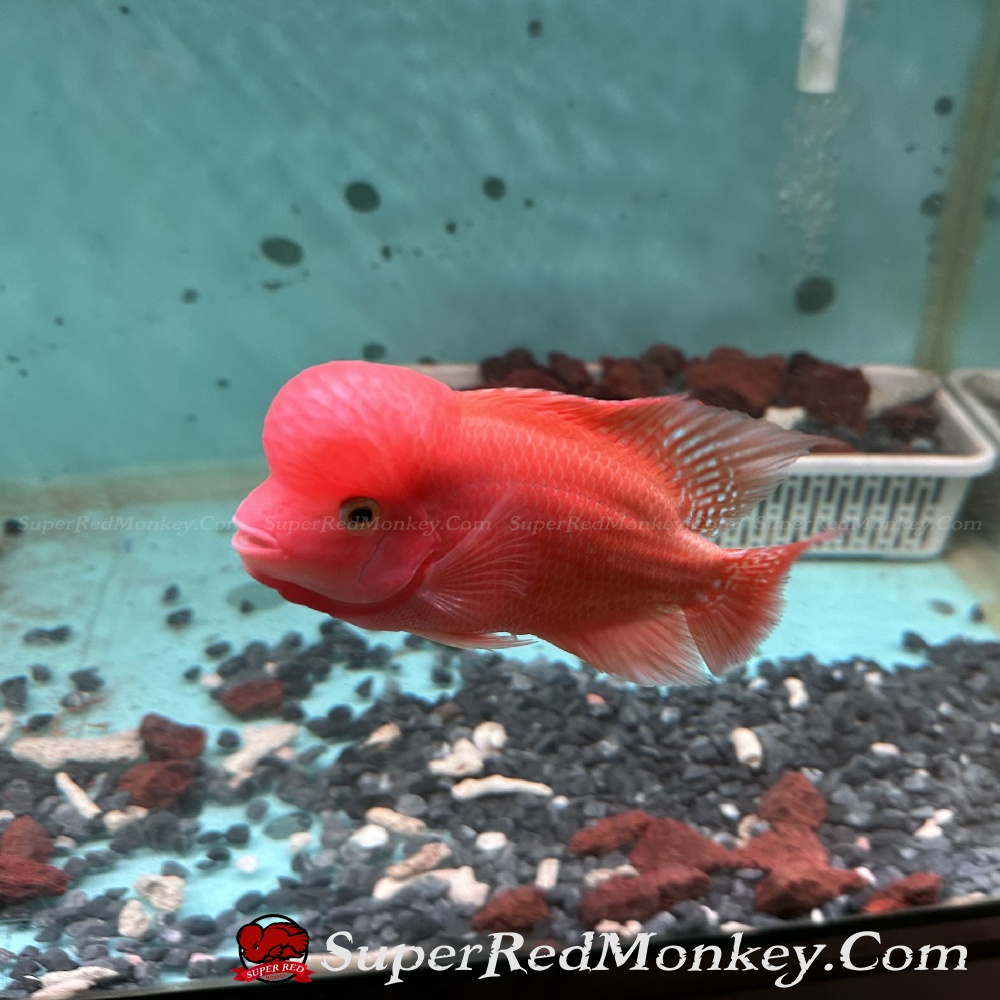 Cá la hán khỉ đỏ (Super Red Monkey) VNSRM005-2 Cá la hán khỉ đỏ (Super Red Monkey) VNSRM005-2