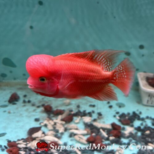 Đang Bán – Cá La Hán Khỉ Đỏ 4 Ngón tay – VNSRM005 2 Cá la hán khỉ đỏ (Super Red Monkey) VNSRM005-3