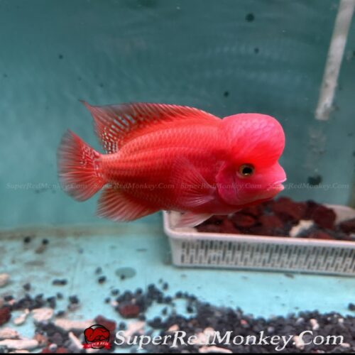 Cá la hán khỉ đỏ (Super Red Monkey) VNSRM005