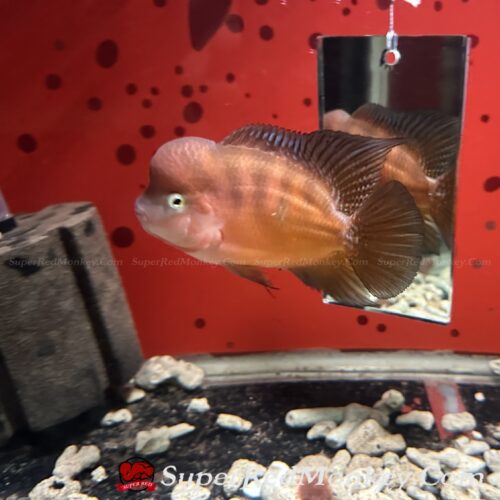 Cá la hán khỉ đỏ ( Super Red Monkey ) VNSRM006-2