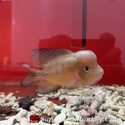 Cá la hán khỉ đỏ ( Super Red Monkey ) VNSRM009-01