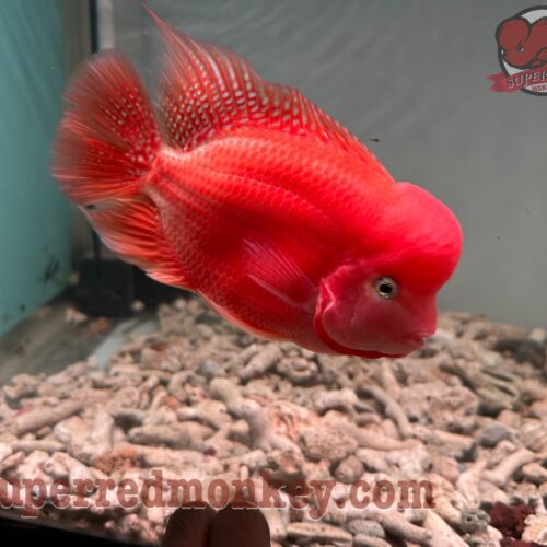 For sale – Super Red Monkey Flowerhorn Fish size 7 cm – INSRM007 6 Cá la hán khỉ đỏ
