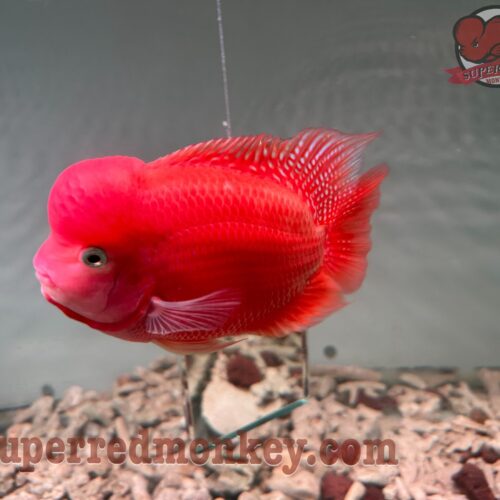 For sale – Super Red Monkey Flowerhorn Fish size 7 cm – INSRM007 1 z4138175996489 ec91793de293ef573e8e25aa2ee2f5dc scaled