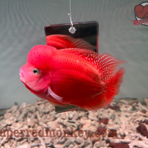 For sale – Super Red Monkey Flowerhorn Fish size 7 cm – INSRM007 3 z4138176000477 c25e53d3a1c1a640776b765caa975671 scaled