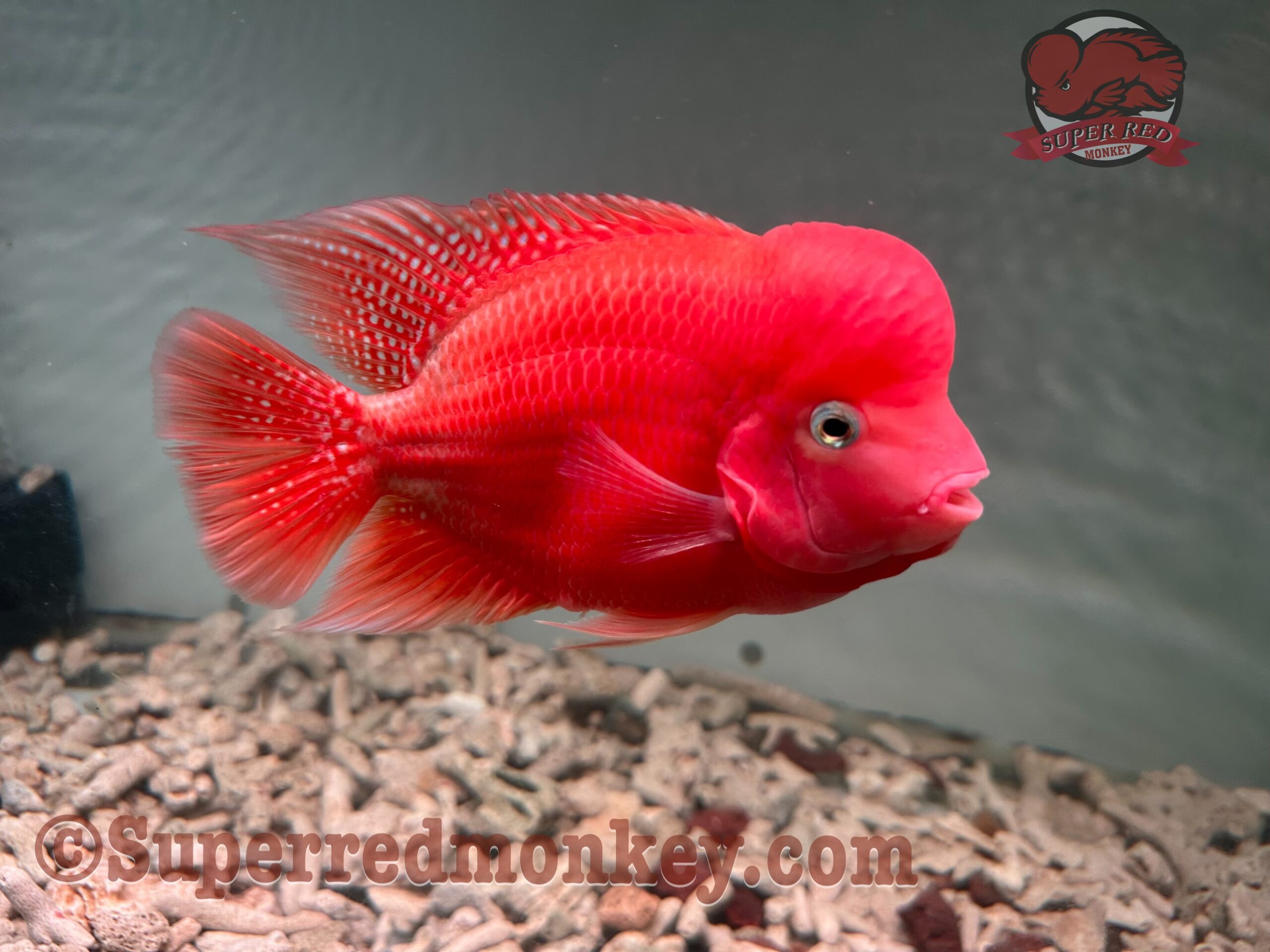 z4138176018840 3bf26132882a3e660b1f19d4629b4cc3 scaled