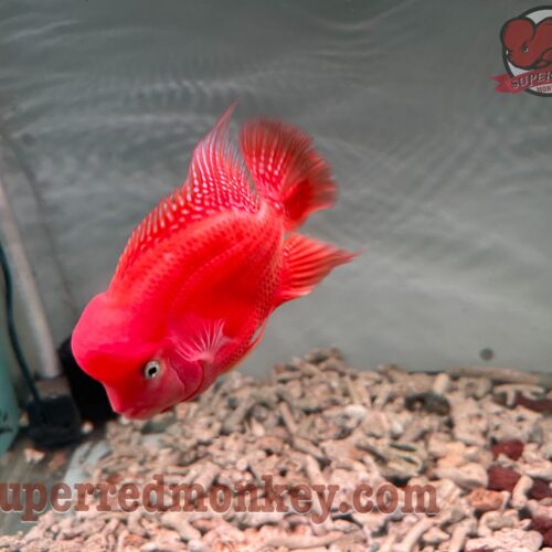 For sale – Super Red Monkey Flowerhorn Fish size 7 cm – INSRM007 5 z4138176022587 c62293377a5fd7eeb6aca5bf75de9bcc scaled