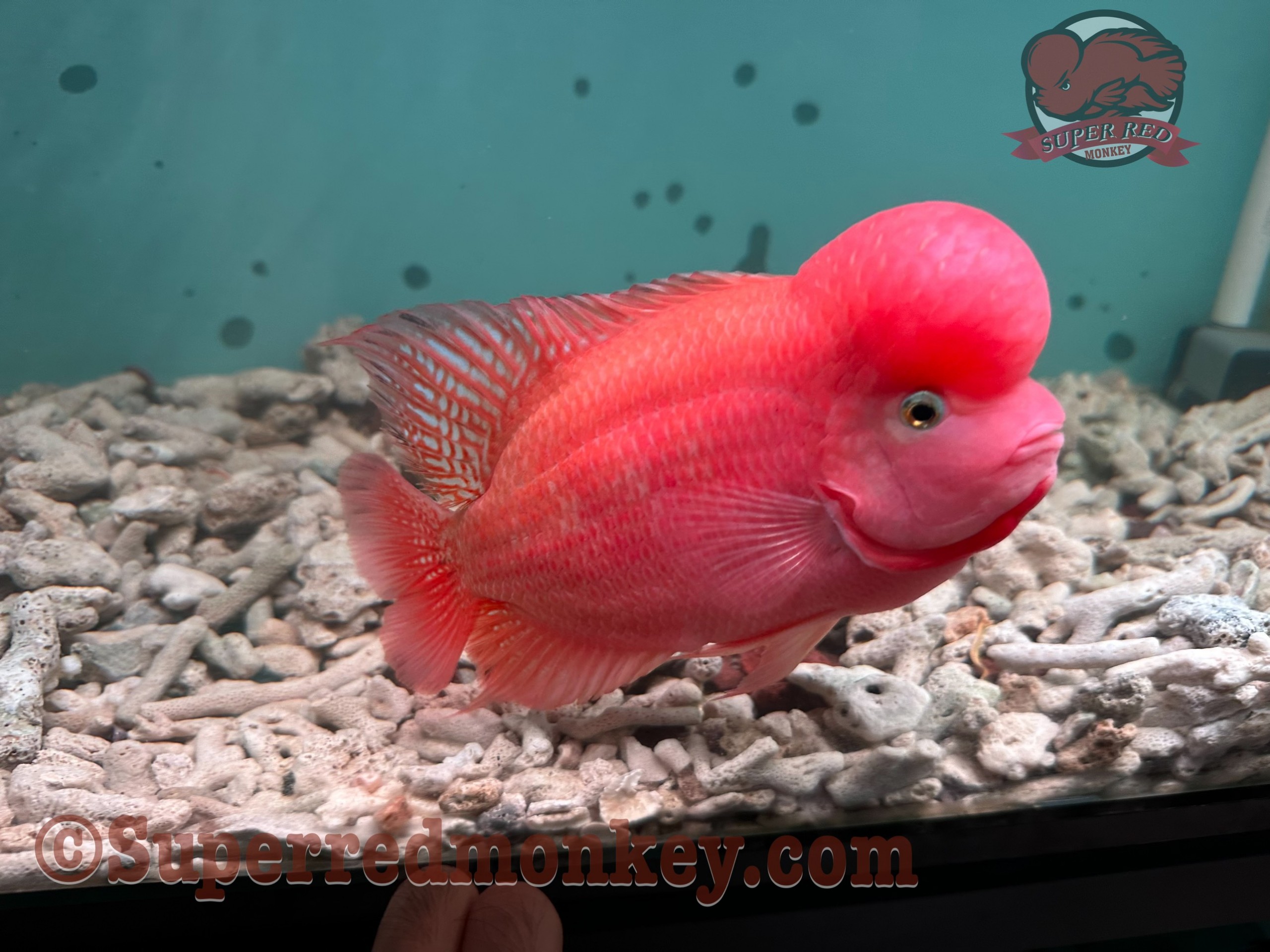 Trang chủ 12 https://superredmonkey.vn/wp-content/uploads/2023/03/Ca-la-han-khi-do-5-ngon-body-dep.jpg