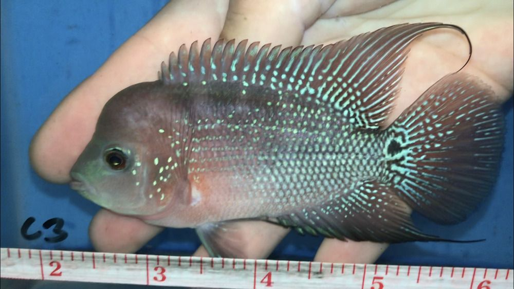 How to Identify King Kamfa Flowerhorn 2 image 50