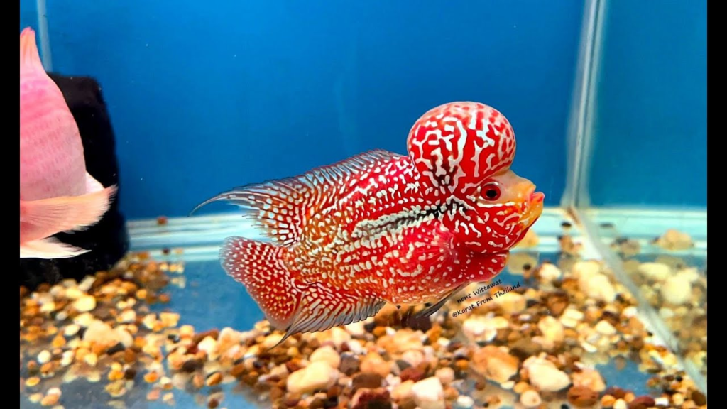 How to Identify King Kamfa Flowerhorn 1 image 51