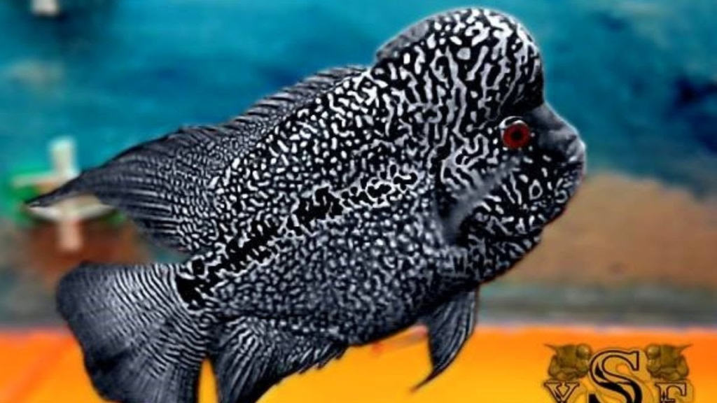 How to Identify King Kamfa Flowerhorn 3 image 52