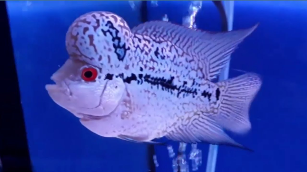 How to Identify King Kamfa Flowerhorn 4 image 53