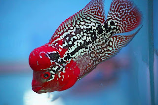 How to Identify King Kamfa Flowerhorn 5 image 55