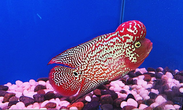 How to Identify King Kamfa Flowerhorn 6 image 56