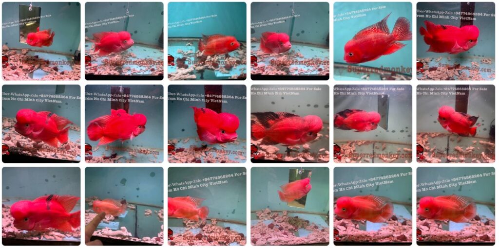 Superredmonkey.com Fish Farm in Vietnam. Specializing in exporting ornamental fish to countries including Indonesia, Thailand, Singapore, the United States, Hong Kong, Canada (Toronto and Vancouver), Taiwan, China, Russia, Czech Republic, and more. 1 349138369 235229599247808 8113062867486491937 n