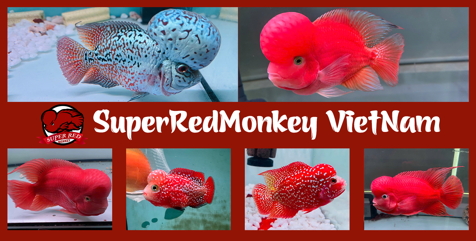 Trang chủ 5 superredmonkey viet nam