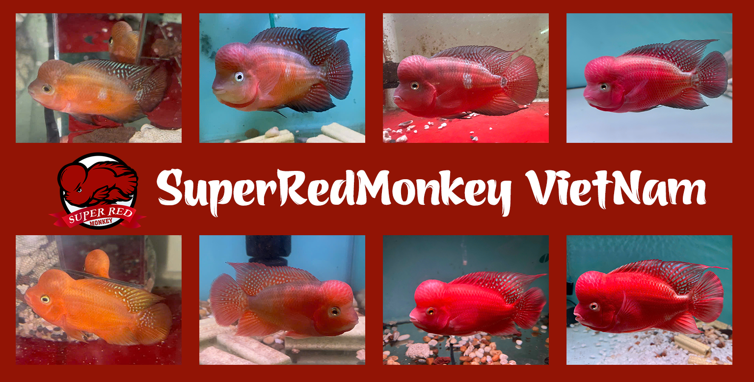 Trang chủ 6 superredmonkey viet nam