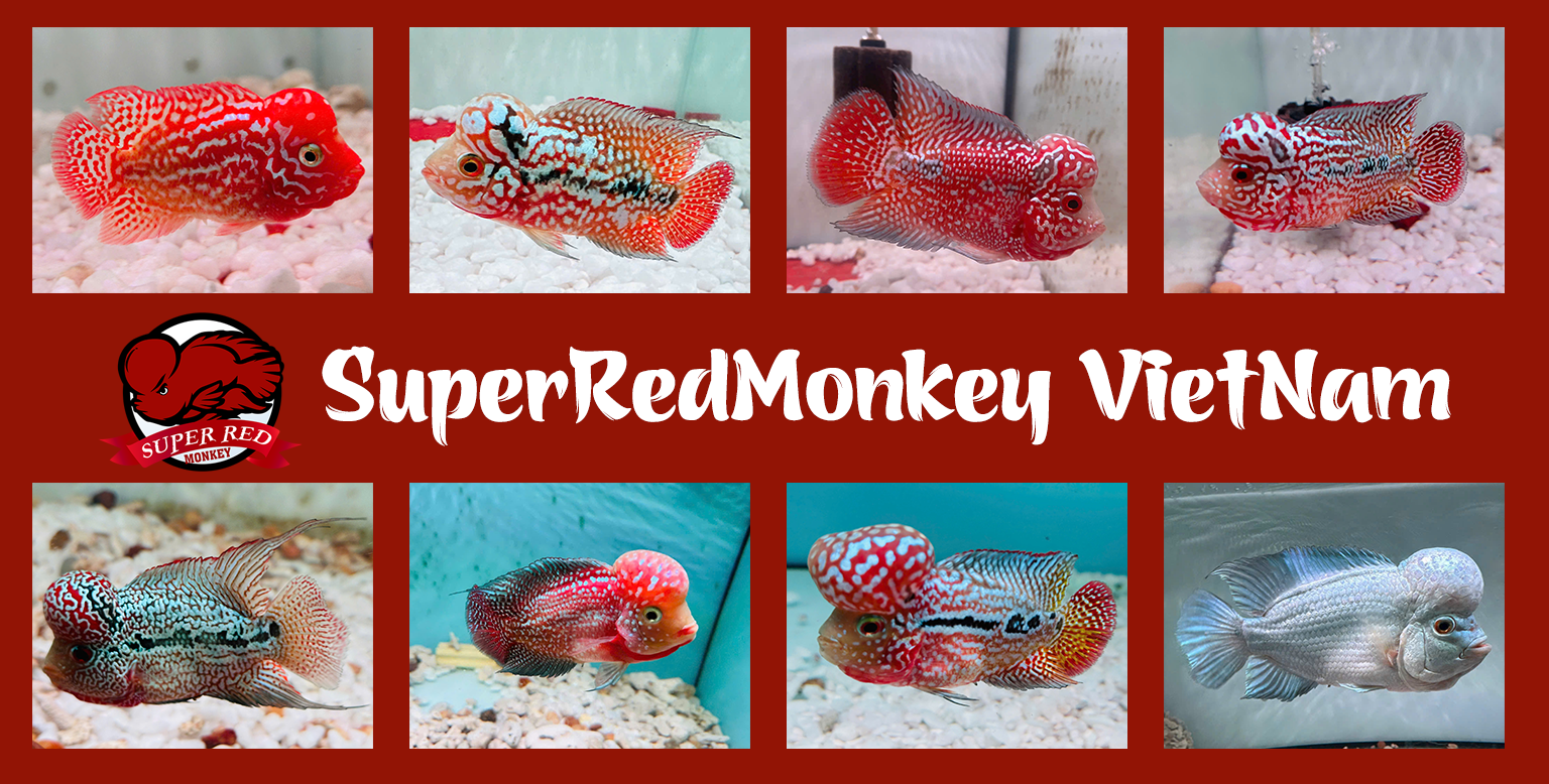 Trang chủ 7 BANER WEB SUPERRED kamfa